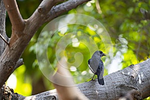 Oriental Magpie Robin