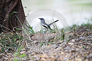 Oriental Magpie Robin