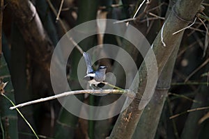 Oriental Magpie Robin