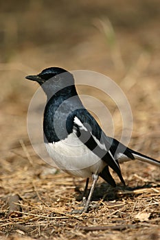 Oriental magpie robin