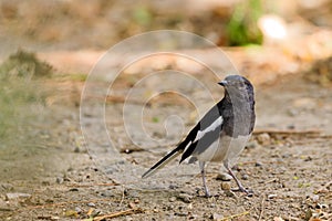 Oriental Magpie-Robin