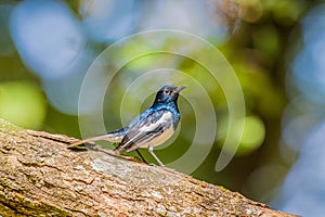 Oriental Magpie-Robin