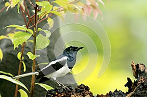 A Oriental Magpie Robin