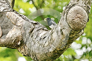 A oriental magpie robin