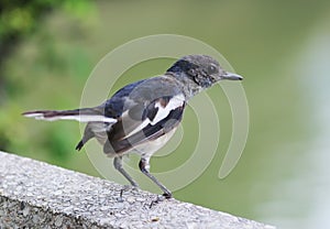 Oriental Magpie-Robin.