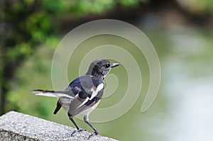 Oriental Magpie-Robin.
