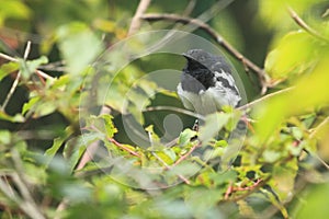 Oriental magpie-robin