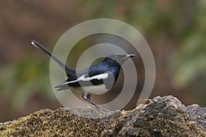 Oriental magpie-robin