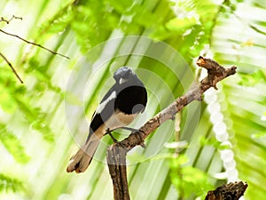 Oriental Magpie Robin