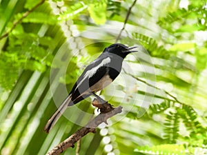 Oriental Magpie Robin