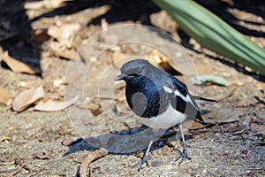 Oriental Magpie-robin