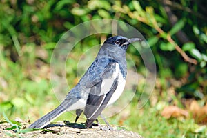 Oriental Magpie-robin