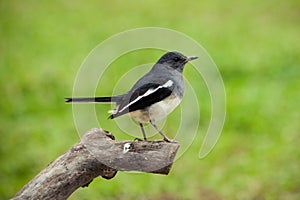 Oriental Magpie Robin