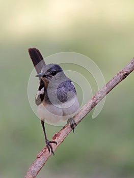 Oriental Magpie-Robin