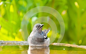 Oriental Magpie Robin