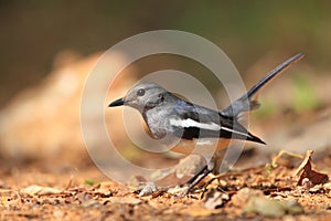 Oriental Magpie-Robin