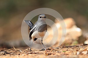 Oriental Magpie-Robin