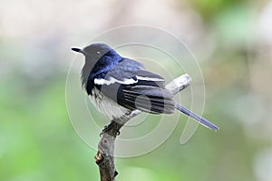 Oriental Magpie Robin