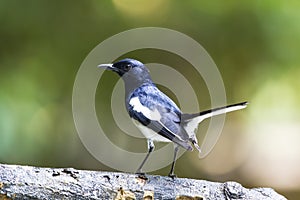 Oriental Magpie Robin