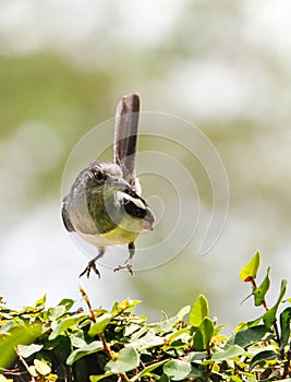 Oriental Magpie Robin