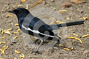 Oriental Magpie Robin