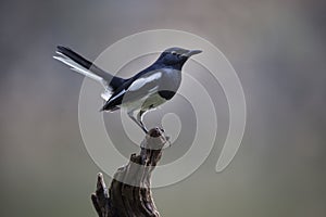 Oriental Magpie-Robin