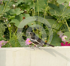 Oriental magpie robin