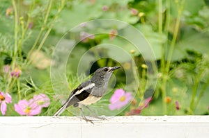 Oriental magpie robin