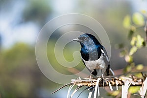 Oriental magpie-robin