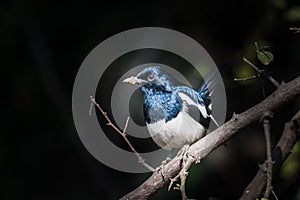 Oriental magpie-robin