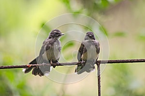 Oriental magpie robin baby on iron fence