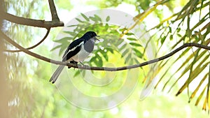 Oriental Magpie-Robin on the bamboo pole, Magpie Robin Copsychus saularis