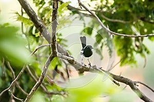 Oriental Magpie Robin The beautiful bird