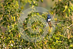 Oriental Magpie Robin a beautiful bird