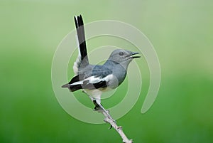 Oriental Magpie Robin. Beautiful bird perching on branch as back