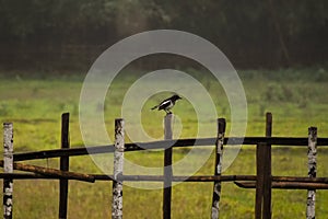 Oriental Magpie Robin bird .