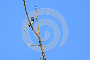 Oriental magpie robin bird