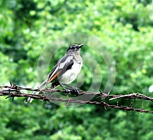 Oriental magpie robin bird