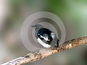 Oriental magpie robin bird