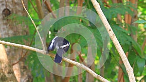 Oriental Magpie Robin bird