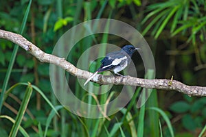 Oriental Magpie Robin bird