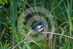 Oriental Magpie Robin bird