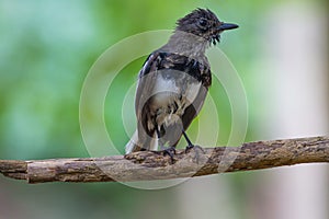 Oriental Magpie Robin bird