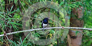 Oriental Magpie Robin bird