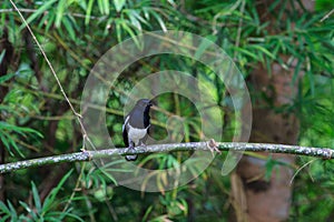 Oriental Magpie Robin bird