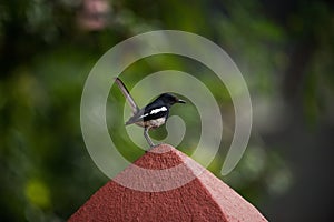 Oriental Magpie Robin Bird