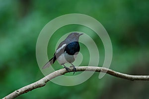 Oriental Magpie Robin bird