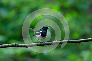 Oriental Magpie Robin bird