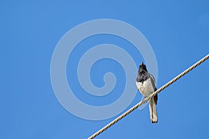 Oriental Magpie Robin bird in black and white perching on a steel cable