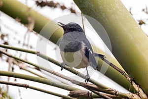 A oriental magpie-robin bird in nature